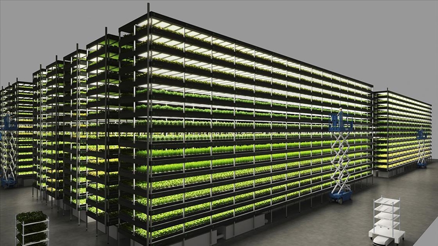 Bankacılığı bıraktı, 14 katlı tarlada üretime başladı