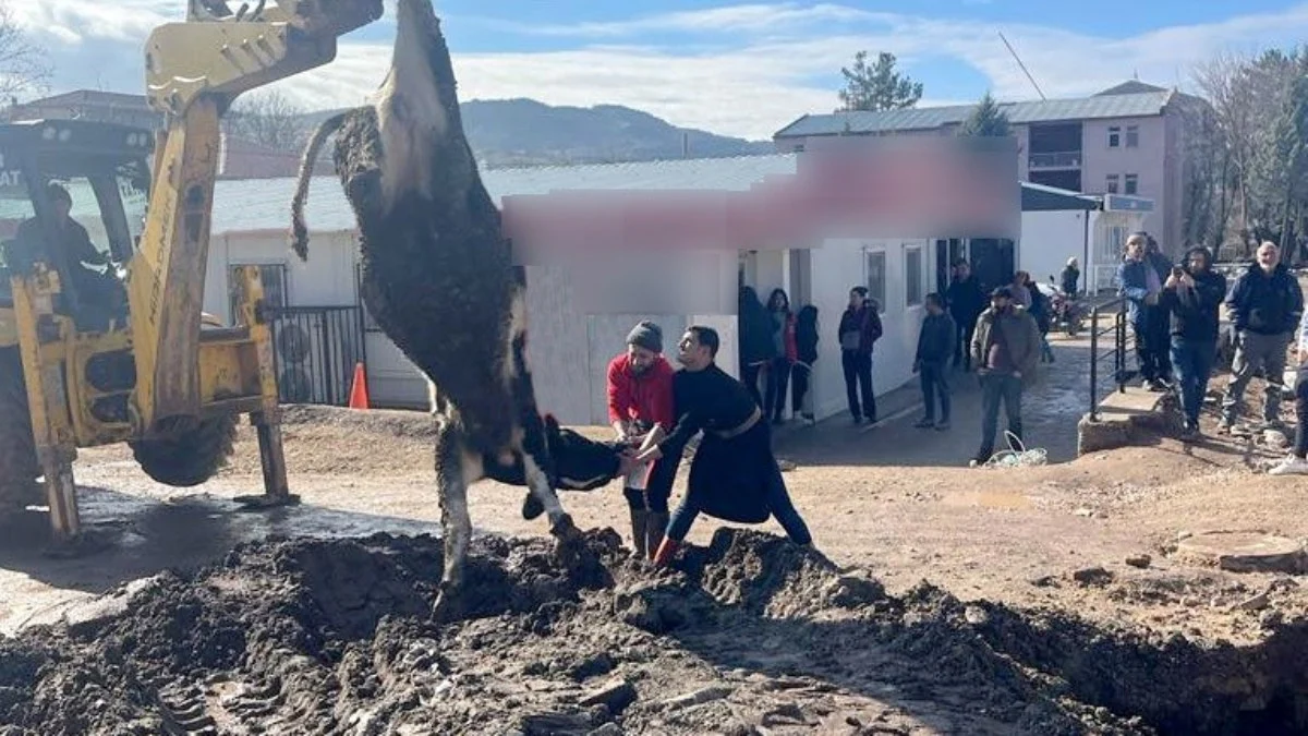 Adıyaman’da banka şube müdürünün tayini çıkınca kurban kestiler